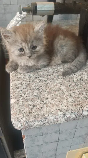 قطط شيرازيات اخوه