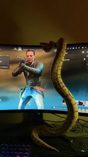 ثعبان ball python