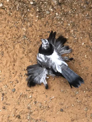 طريف هزاز لاقوة الا بالله