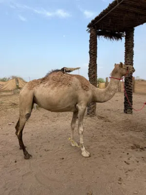 للبيع بوش حول سمان ونظاف