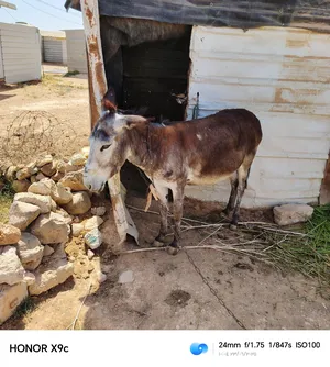 ‏حمير‏0