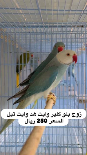 متوفر للبيع مجموعة من ازواج الدره الملونه