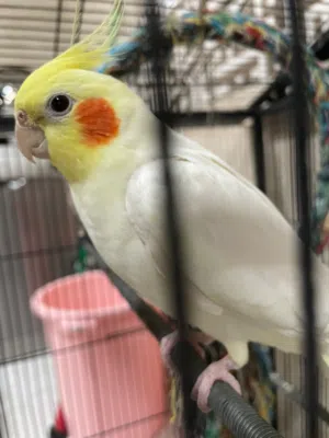 cockatiel male friendly grow from chick at my home