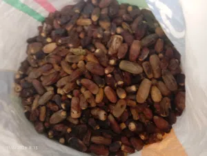 نفيعه نغال هالسنه جواني كبار