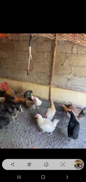 دجاج عمانيات للبيع