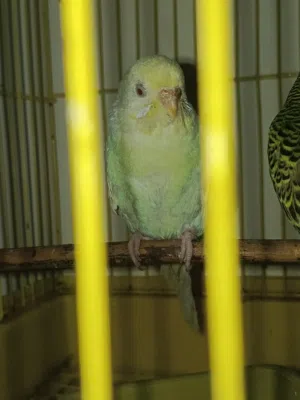 طيور حب للبيع. بغداد