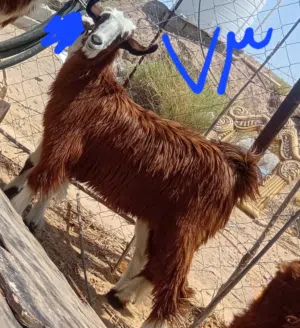 للبيع تيوس وسخلات وحمله