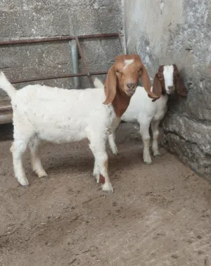 صخل وصخله بورقوت بيور للبيع ..