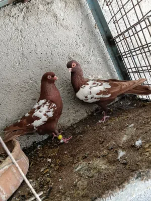 كوم تنظيف كامل 8 جواز كلهن شغالات و 4 فحول كش مقصوصات