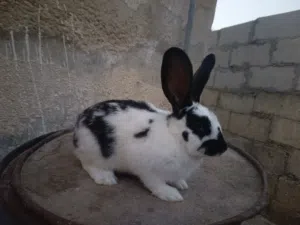 ارانب للبيع او البدل ع دجاج