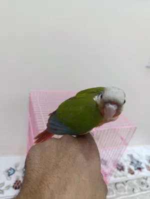 كنيور باينبل للبيع نهاية غر