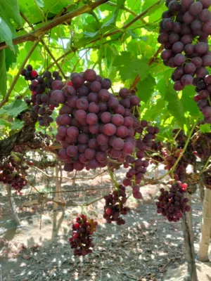 عنب سكري مصري عالي الجوده