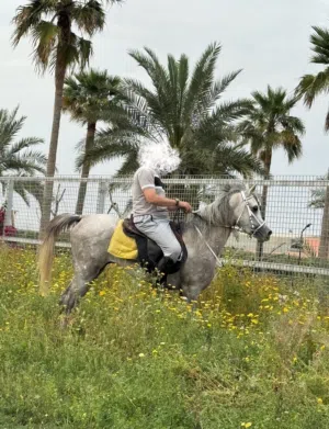 للبيع خيل جمله