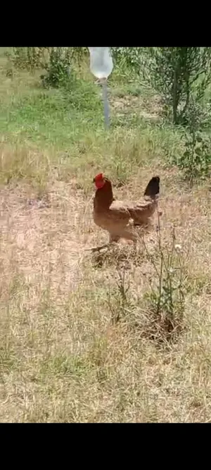 Chickens3