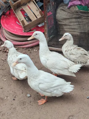 بط عماني بياض