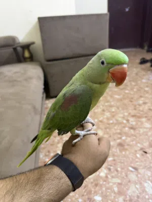 Alexandrine parrot green
