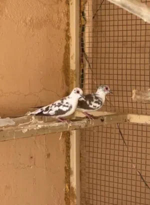 يمامة الماسي المنقط محلي