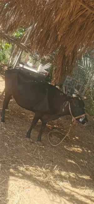 بقره حليب للبيع