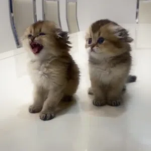 Scottish Fold Triple Fold Golden   الوصف مهم جدا Longhair