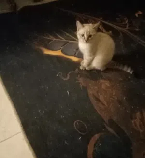 بيع قطط لظروف سفر شيرازي تركي روسي