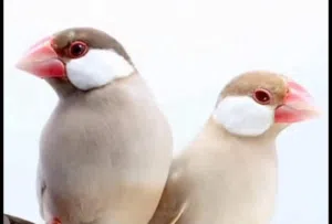 متاح زوج جاوه جاوه عسلي عيون حمر