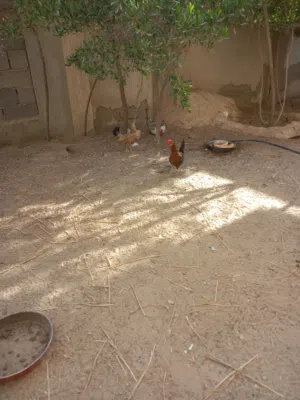 2 دجاجة عربية