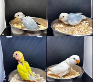 للبيع فروخ لوفبيرد الوان حلوه عس ونهايه عس