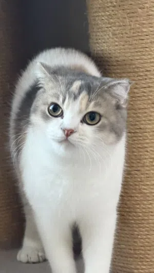 سكوتش فولد شورت هير - Scottish Fold Short