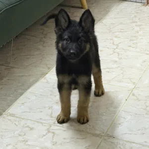 German puppies 4 months old vaccinated with passport playful potty trained