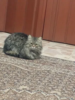 قط شانشيلا للتبني ذكر