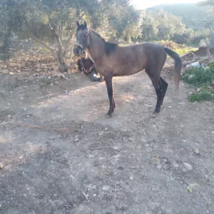 مهره الصلاه على النبي