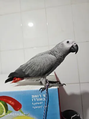 Dora 