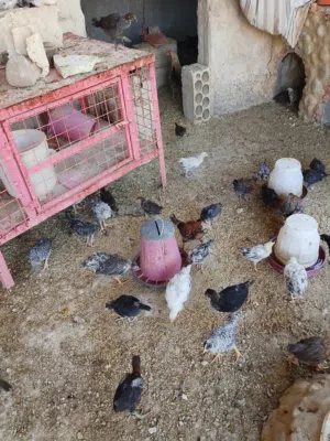 ما شاء الله تبارك الله للبيع  صيصان