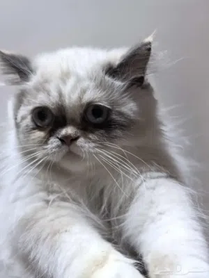 قطة راغدول أنثى عمرها حوالي 4 5 شهور تقريبا نظيفة اليفة جدا لعوبة