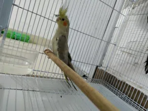 cocktail Parrot Pair