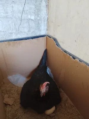 دجاجه سوده كافه امس واليوم كلش راكده