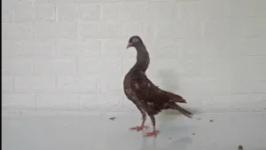 حمام شواكر