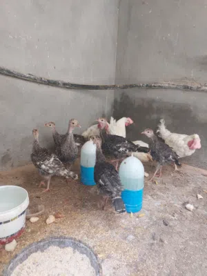 6 فلاليس ديك رومي فيهم زوز فراريج و4 دججات عمرهم تلاته شهور للبيع مع بعض بي 240 المكان تاجوراء