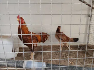 دجاج باكستاني تابع الوصف