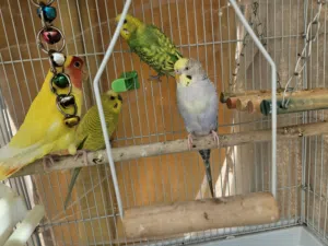 2pair budgies and 1 love bird