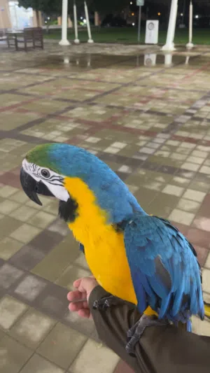 Macaw blue and gold Friendly & talks