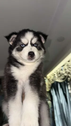 Husky dogs  كلاب هاسكي