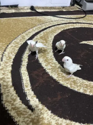 أفراخ روز البيتو عين حمره ما شاء الله.الكريم الله يطرح البركه لصاحب النصيب ثلاث فراخ زق يدوي الحبه20