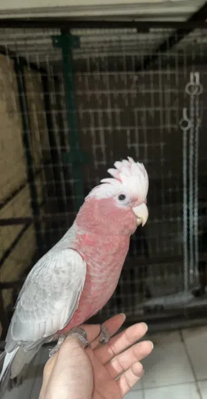 ببغاء كوكاتو غالا, cockatoo gala parrot