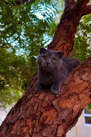 قطة سكوتش فولد  Scottish Fold cat