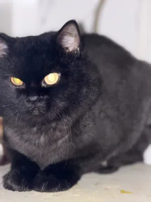 Persian cats