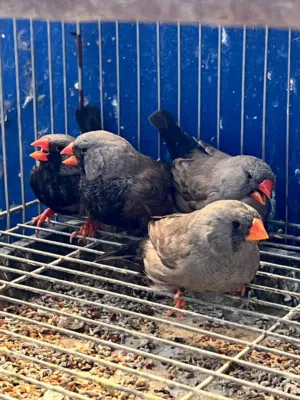 زيبرا شاركول