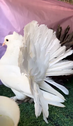 طيور حمام شمسي  فرديات