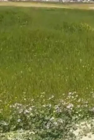Farm Land for Sale in Amman Al Jizah