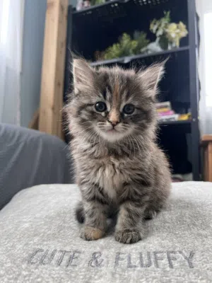 Cute & Adorable Persian Kittens قطط شيرازية لطيفة